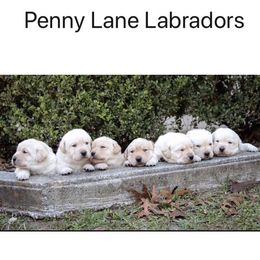 Labrador Retriever Puppies from Penny Lane Labradors