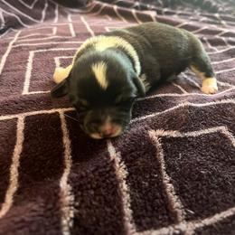 Pembroke Welsh Corgi Puppies from Simply loved corgis