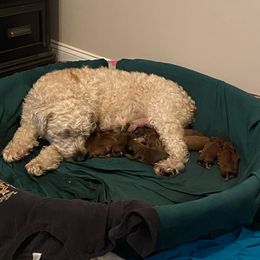 Soft Coated Wheaten Terrier Puppies from Waterviewwheaties.com