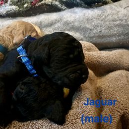 Jaguar - Black male Goldendoodle puppy in Sanderson, Florida from Serenity Goldendoodles
