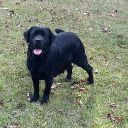 Labrador Retriever All Grown Up from DogRiver Labradors