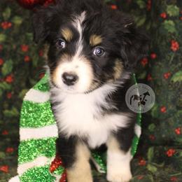 Sierra - Black tri-color female Australian Shepherd puppy in Colorado Springs, Colorado from Dawn 2 Dusk Ranch