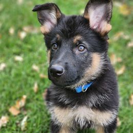 German Shepherd Puppies from Evergreen Acres
