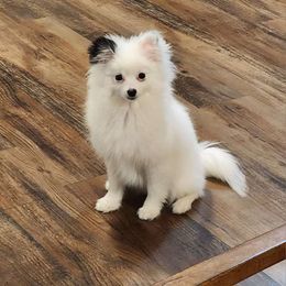 Misaki - Black parti female Pomeranian puppy in Buckeye, Arizona from BL Poms Heaven