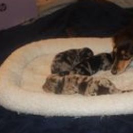 Dachshunds from Teenadox