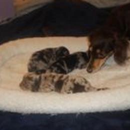 Dachshunds from Teenadox
