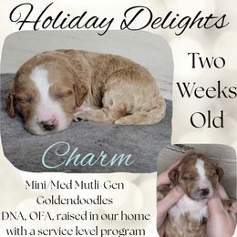 Charm - Apricot female Goldendoodle puppy in Scurry, Texas from 07 Seven Oaks Goldens and Doodles