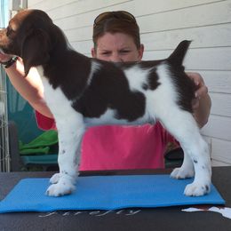 Brittany Puppies from Firefly Kennels