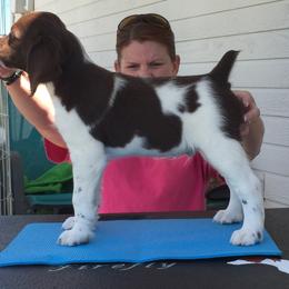 Brittany Puppies from Firefly Kennels