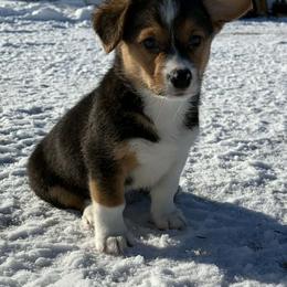 Boy 2 - Black and tan male Pembroke Welsh Corgi puppy in Portland, North Dakota from Sliding stop corgis