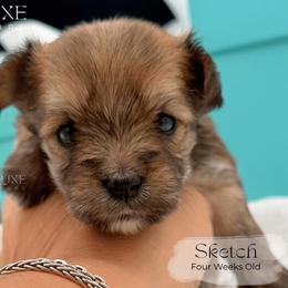 Sketch - Gold male Morkie puppy in Scottsdale, Arizona from Lil Luxe Pups