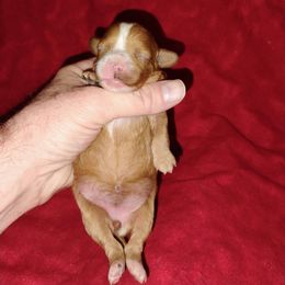 Blitzen - Red female Cavapoo puppy in Spanish Fork, Utah from Sugar Doodles Pups