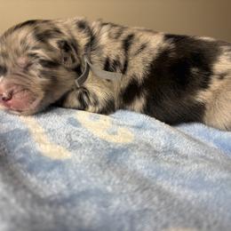 Australian Shepherd Puppies from Good Karma Aussies