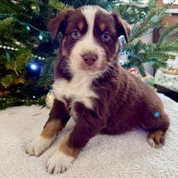 Gunner ASCA AKC - Red tri-color male Australian Shepherd puppy in Blomkest, Minnesota from Meljestic Farms