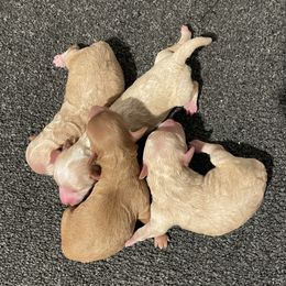 Poodle puppies from The Dynasty