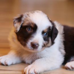 Chinook - Red merle Australian Shepherd puppy in Noxon, Montana from MITIN Aussies AKC Standard Australian Shepherds