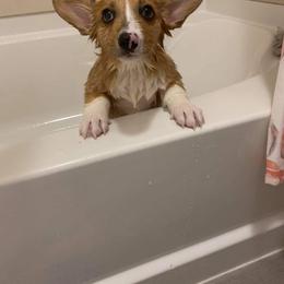 American Corgi and Pembroke Welsh Corgi Puppies from Magnolia Creek Corgis