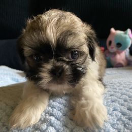 Julie - Brindle and white female Shih Tzu puppy in Memphis, Tennessee from Lady and the Tramp