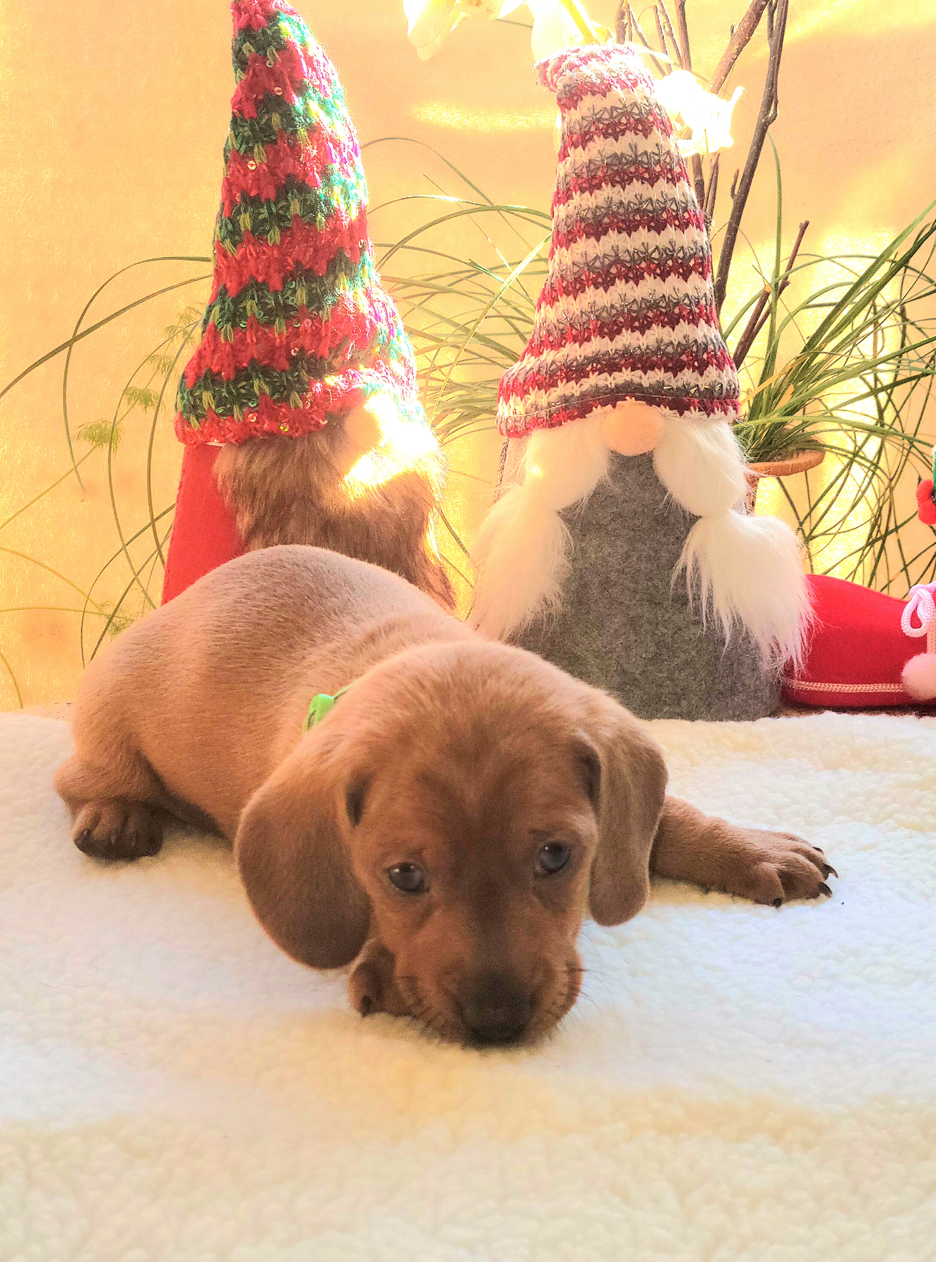 Dachshund Puppies from Evie's Mini Smooth Doxie Ranch
