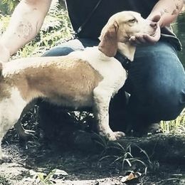 Beagles, Bernedoodles, and Goldendoodles from Deep Creek Beagles and Doodles