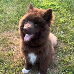 Storm - Red and white female Siberian Husky puppy in London, Ohio from Rose Trail Siberian’s