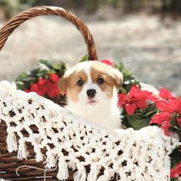 Macaroon - Red American Corgi puppy in Cameron, North Carolina from Butts Family Corgis