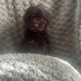 Oliver - Chocolate Australian Labradoodle puppy in Morristown, New Jersey from English Manor Labradoodles