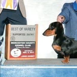 Dachshunds and French Bulldogs from Small Wonders Kennel, LLC