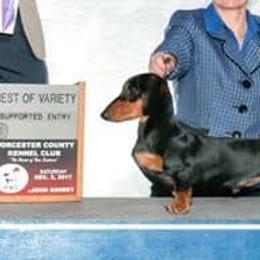 Dachshunds and French Bulldogs from Small Wonders Kennel, LLC