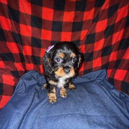 Treasure - Black and tan female Cavalier King Charles Spaniel puppy in Broken Arrow, Oklahoma from Cavalier King Charles Heartland