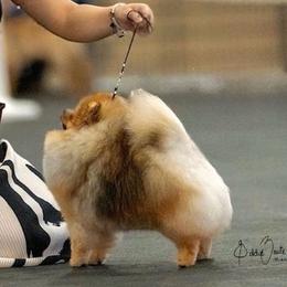 Pomeranians and Poodles from Poodles & Pomeranians of Manila