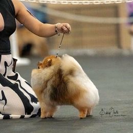 Pomeranians and Poodles from Poodles & Pomeranians of Manila