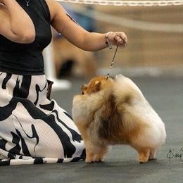 Pomeranians and Poodles from Poodles & Pomeranians of Manila