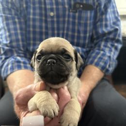 Wesley - Fawn male Pug puppy in Lexington, Alabama from Cook Grandy