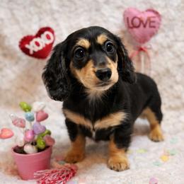Peace- serious inquiries only - 2400 - Black and cream male Dachshund puppy in Biloxi, Mississippi from Southern Doxies Ms