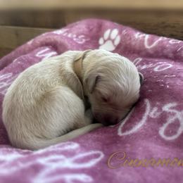 Cinnamon - Light golden female Golden Retriever puppy in Los Osos, California from Wise Goldens