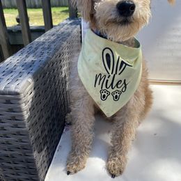 Schnoodle Puppies from Noodle Tings Puppies