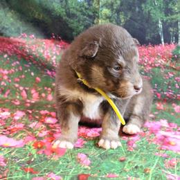 Alaskan Malamute Puppies from New River Valley Malamutes