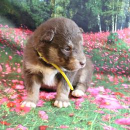 Alaskan Malamute Puppies from New River Valley Malamutes