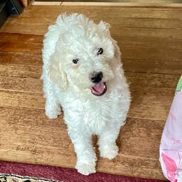 Opal - Parti female Labradoodle puppy in Craig, Nebraska from Top Knot Companions Poodles and Labradoodles