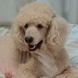 Toffee - Goldendoodle