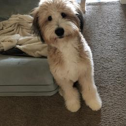 Bernedoodle All Grown Up from Backwoods Bernedoodles