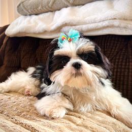 Floki - Shih Tzu