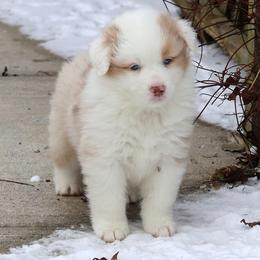 MaiTai - Red merle female Australian Shepherd puppy in Springville, New York from RisingStar Australian Shepherds