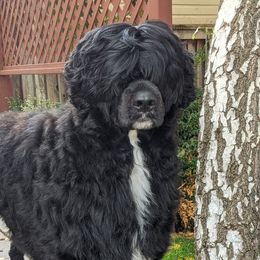 Nimbus - Portuguese Water Dog