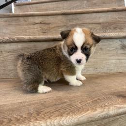 Orion - Red male Pembroke Welsh Corgi puppy in Phelan, California from Desert Sunset Pembroke Welsh Corgis