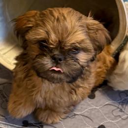 Chavo - Red male Shih Tzu puppy in Victorville, California from RUMBLE n TUMBLE