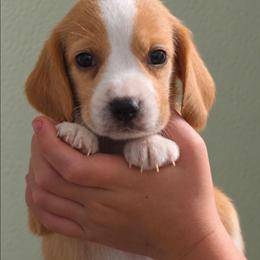 Butterscotch - Lemon male Beagle puppy in Lake City, Florida from Sunkissed Beagles