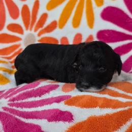 Piper - Black and white female Sheepadoodle puppy in Owensville, Missouri from Oak Valley Kennels
