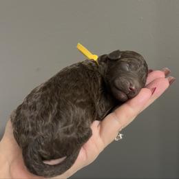 Creed - Chocolate male Goldendoodle puppy in Holly Springs, Georgia from Libby Lou’s Goldendoodles